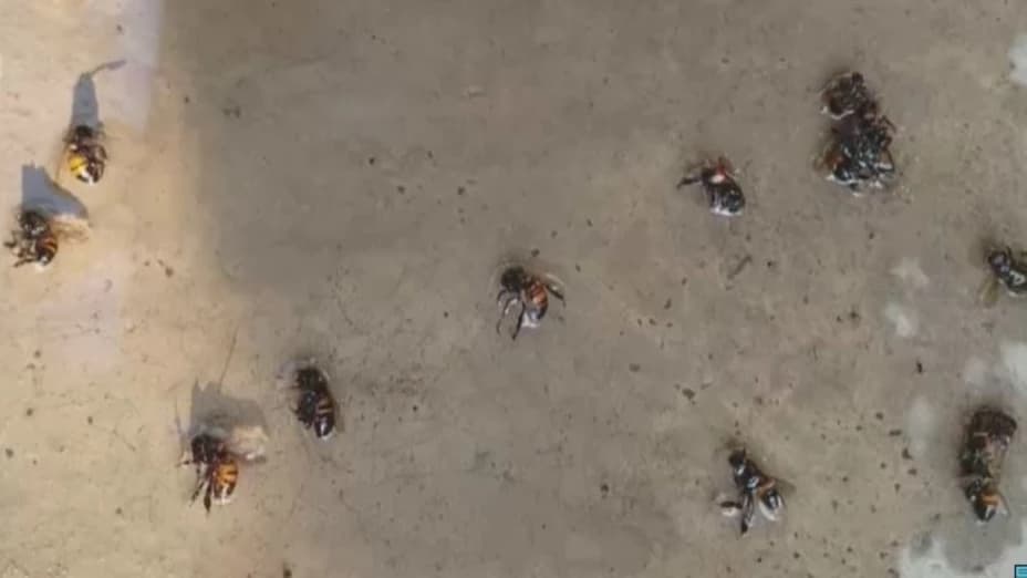 ENJAMBRE DE ABEJAS ATACA A VECINOS Y DEJA UN HERIDO GRAVE
