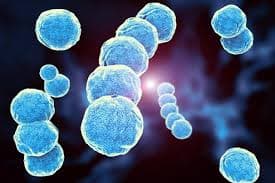 POR BACTERIA STREPTOCOCCUS, 5 COLEGIOS DE LA LLAJTA PASARÁN CLASES VIRTUALES