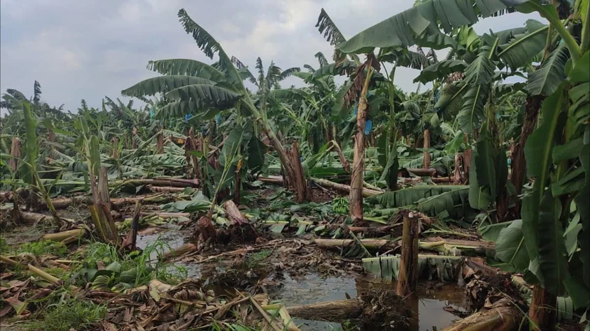 VIENTOS HURACANADOS DERRIBAN CULTIVOS DE BANANO EN CHIMORE