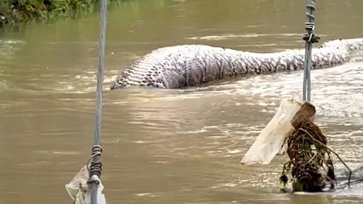 IMPRESIONANTE TAMAÑO DE UNA PITÓN GIGANTE TRAS INUNDACIONES EN TAILANDIA