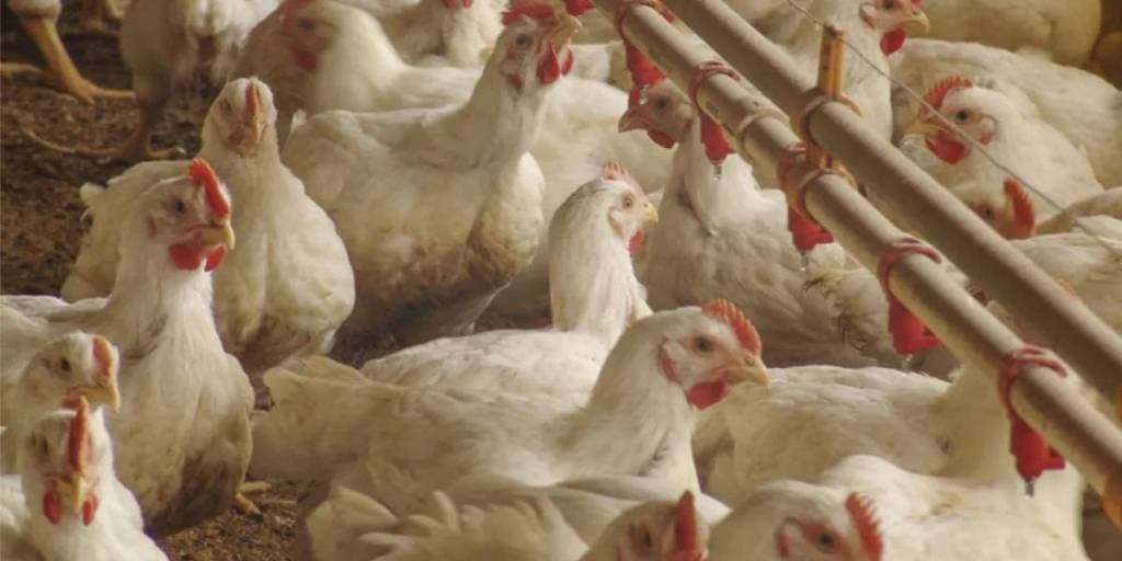 AVICULTORES REPORTAN CAÍDA DE AL MENOS 40% EN LA OFERTA DE POLLO