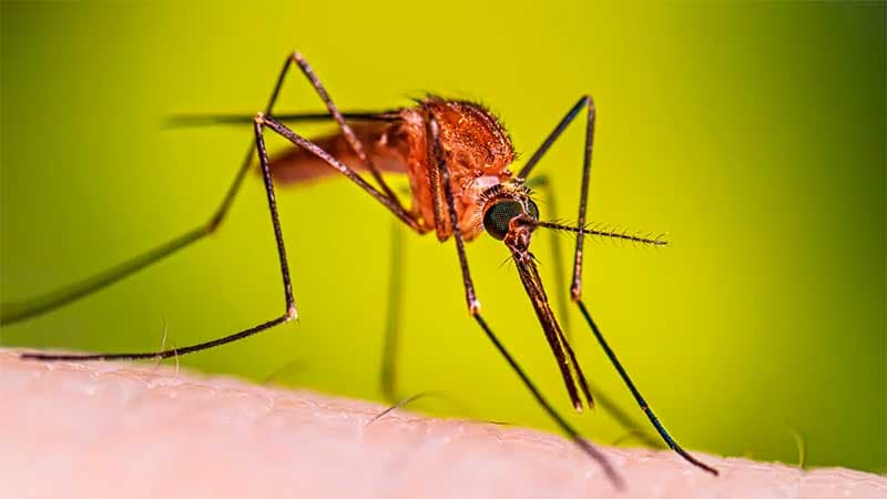 POR PRIMERA VEZ EN BOLIVIA ESTERILIZAN MOSQUITOS AEDES AEGYPTI