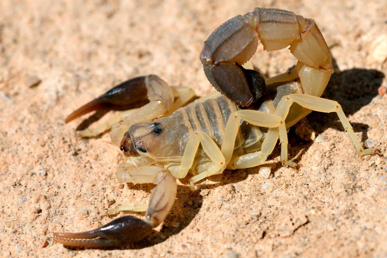 DESCUBREN RARA ESPECIE DE ESCORPIÓN QUE PUEDE ROCIAR VENENO DESDE LEJOS