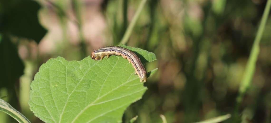 PLAGA DE ‘GUSANO COGOLLERO’ AFECTA A VARIOS MUNICIPIOS DEL VALLE ALTO Y VALLE BAJO