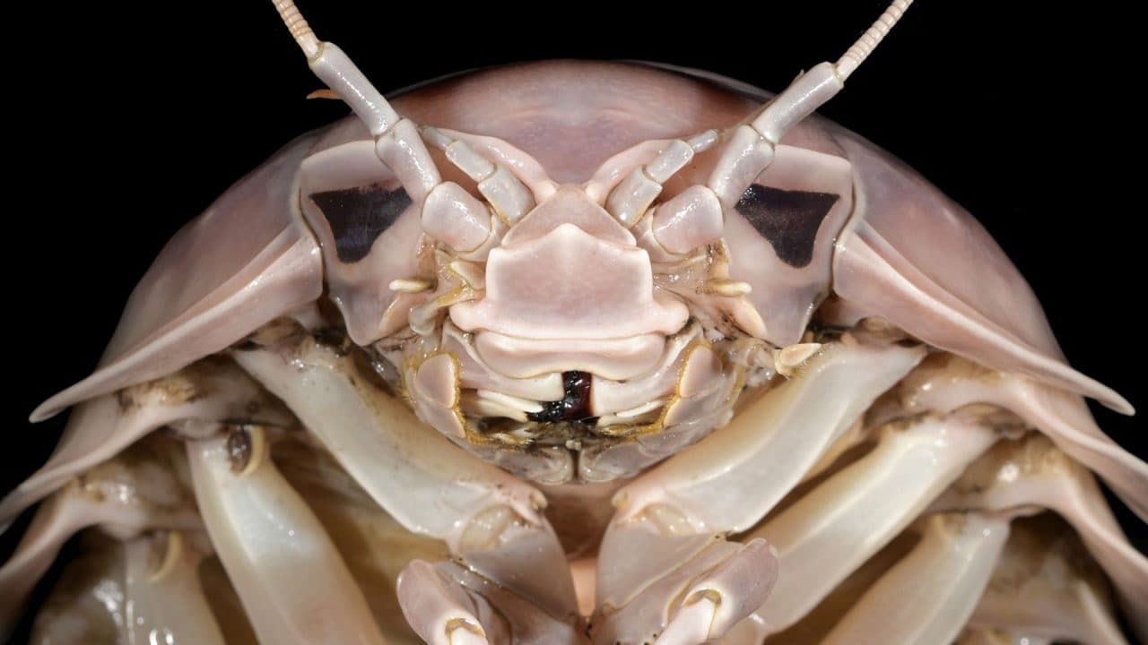 CÓMO ES DARTH VADER, LA CRIATURA MARINA GIGANTE RECIÉN DESCUBIERTA