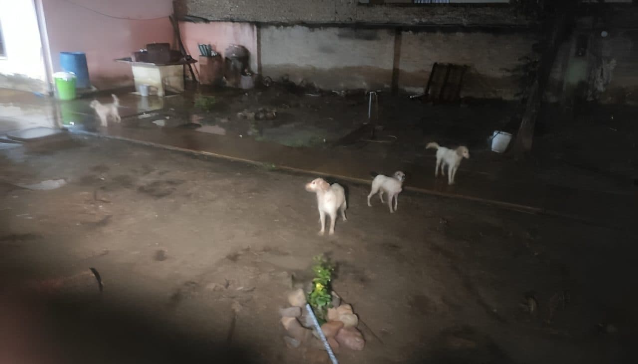 MUJER DE LA TERCERA EDAD MUERE TRAS SER ATACADA POR SUS PROPIOS PERROS