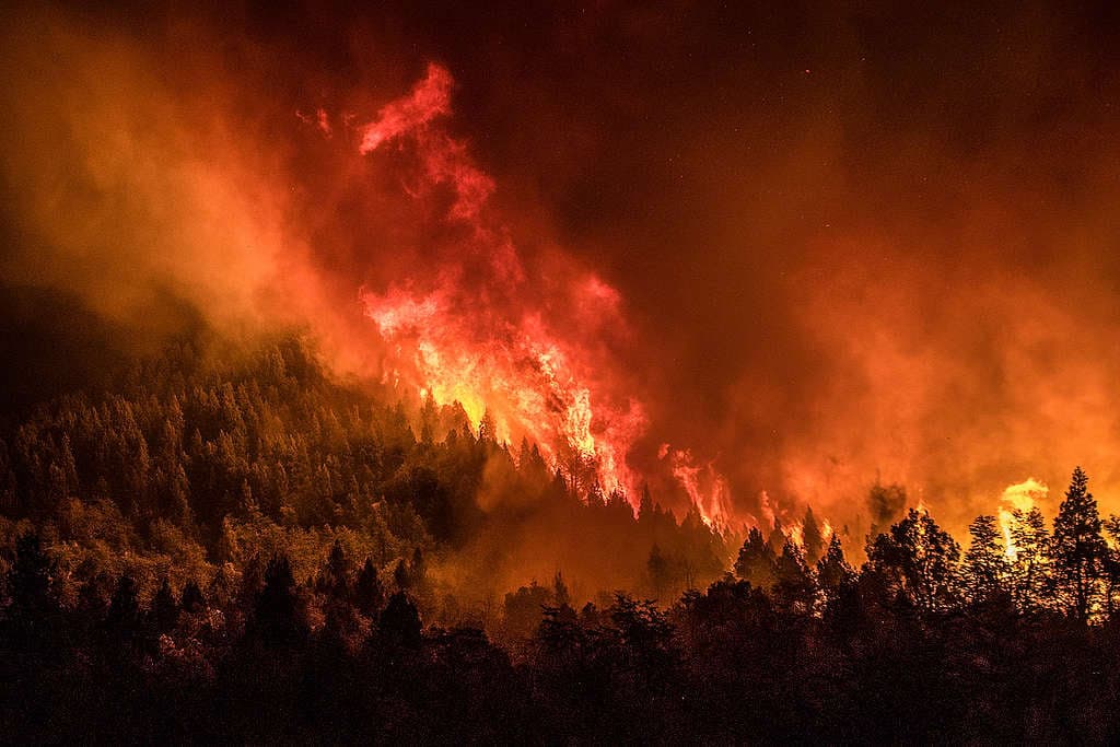 INCENDIOS FORESTALES EN EL SUR DE ARGENTINA ARRASARON CON CASI 40.000 HECTÁREAS