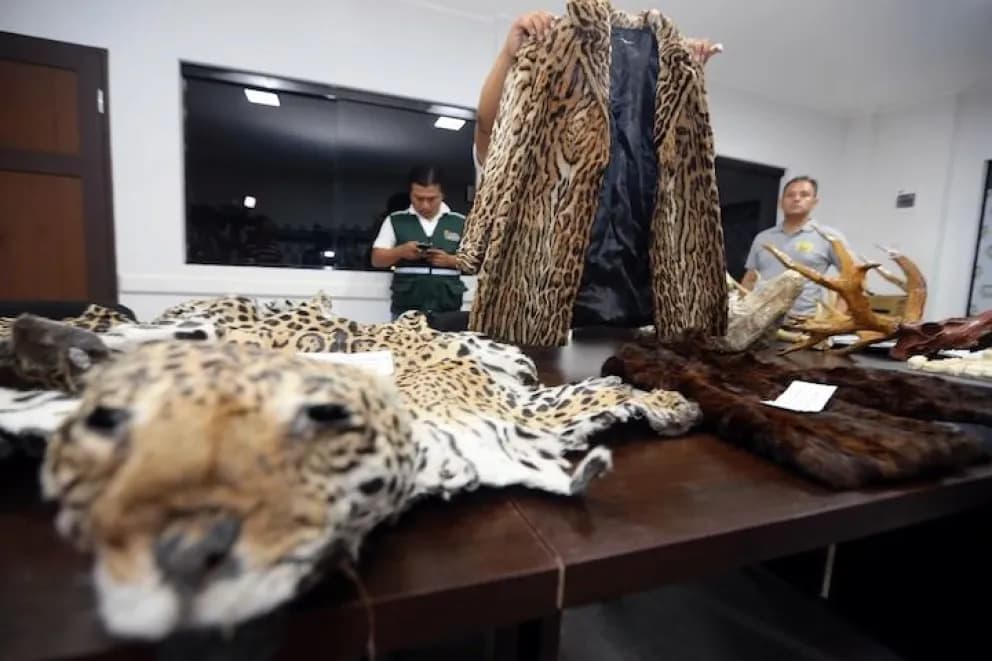 DIPUTADA INGRESA DEMANDA POR BIOCIDIO DE JAGUARES ANTE EL TRIBUNAL AGROAMBIENTAL