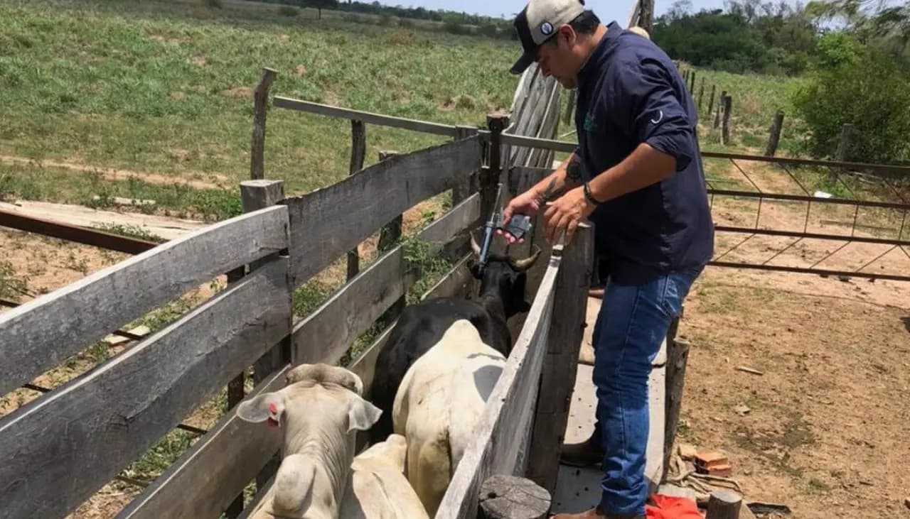 GANADEROS SUSPENDER DIÁLOGO CON EL GOBIERNO TRAS SUSPENDER DE EXPORTACIÓN DE CARNE