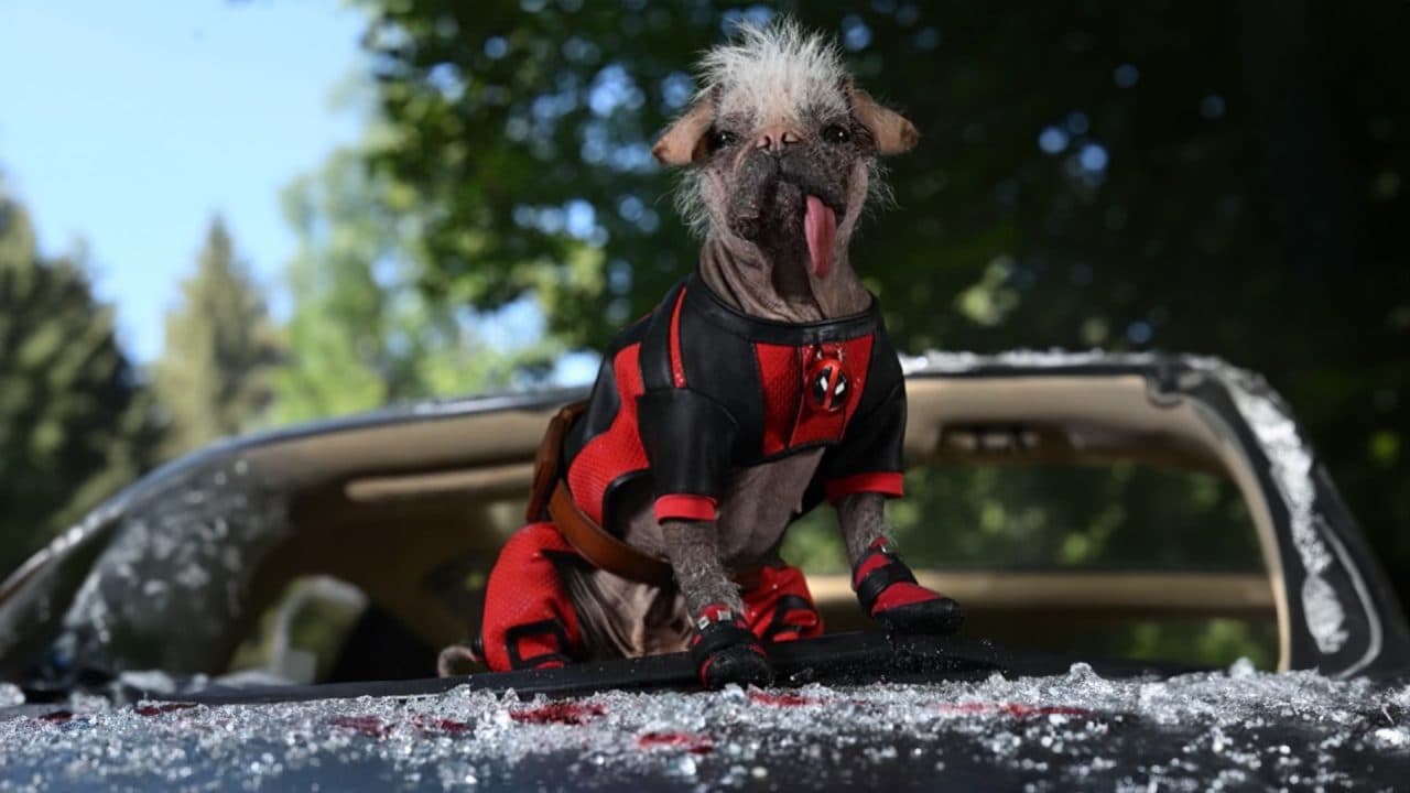 EL PERRO FEO DE DEADPOOL SE LLEVÓ UN OSCAR CANINO