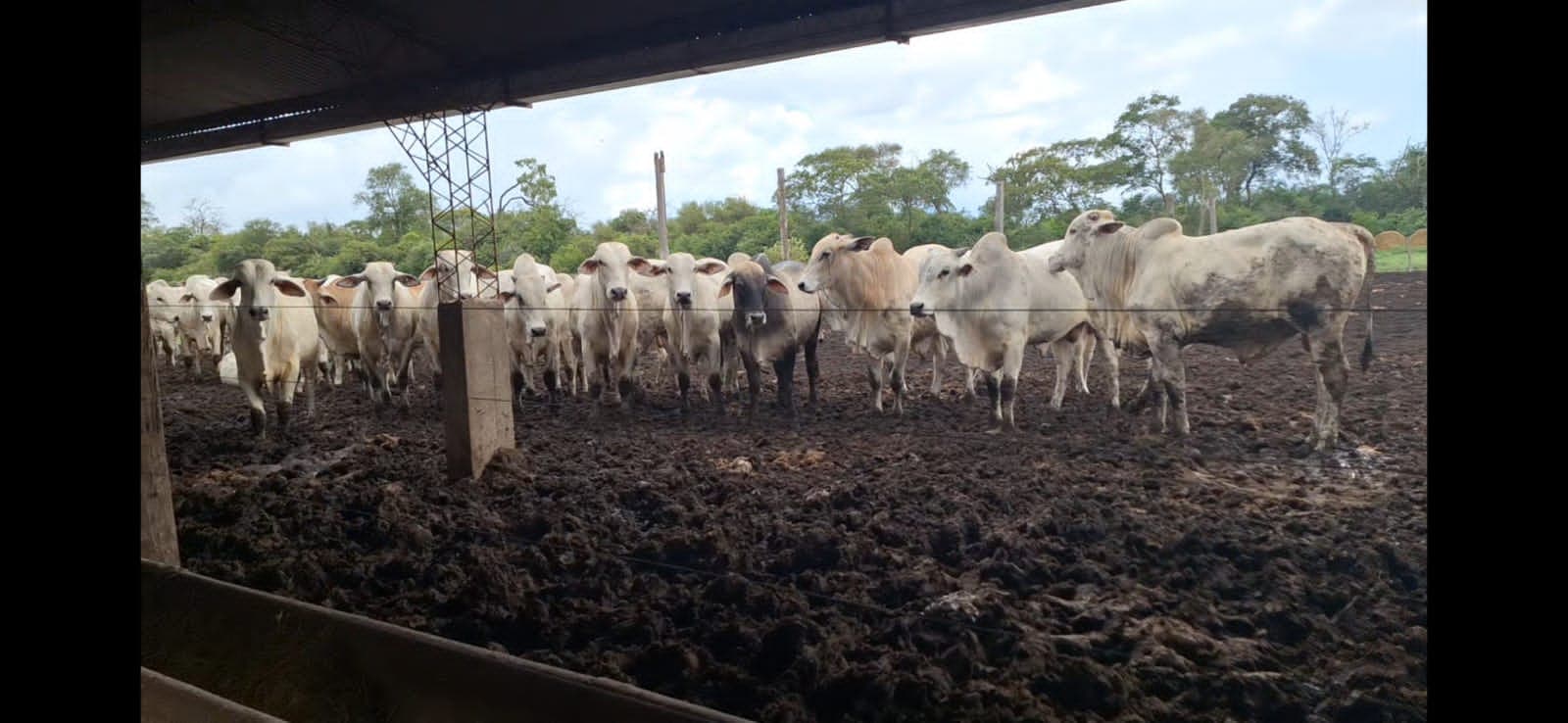 PRODUCTORES DE CARNE GARANTIZAN ABASTECIMIENTO