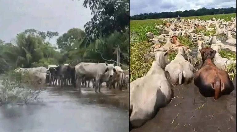 LLUVIAS AFECTAN AL GANADO EN GUARAYOS Y EL PUENTE, ARMADA AYUDA CON EMBARCACIONES