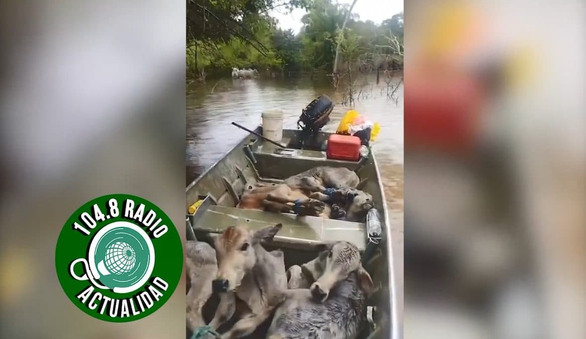 EN LANCHAS INTENTAN SALVAR GANADO EN GUARAYOS