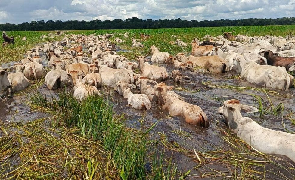 INUNDACIONES PROVOCAN LA MUERTE DE 2.000 CABEZAS DE GANADO EN ASCENSIÓN DE GUARAYOS