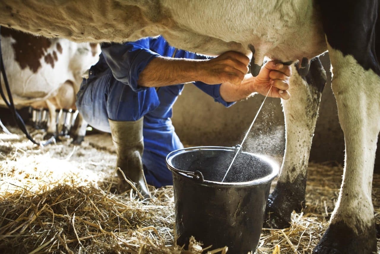 SENASAG PIERDE CREDIBILIDAD ANTE EL SAG DE CHILE Y SE TRUNCA EXPORTACIÓN DE LECHE BOLIVIANA