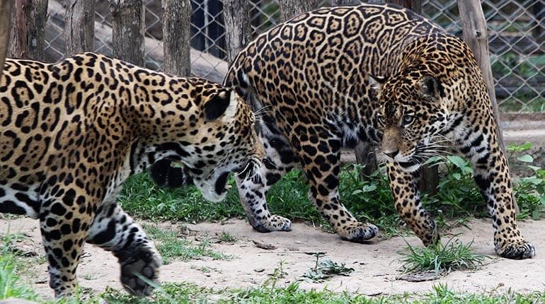 PROHIBIDO MATAR JAGUARES, PAUSA AMBIENTAL Y PROTECCIÓN PARA LOS DEFENSORES