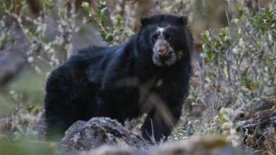 OSO JUCUMARI ATACA A DOS PERSONAS Y LAS DEJA HERIDAS