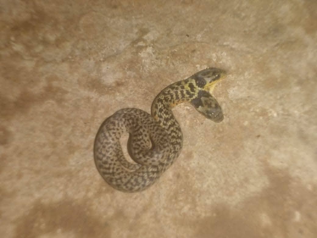 HALLAN UNA SERPIENTE DE DOS CABEZAS EN SAN IGNACIO DE MOXOS