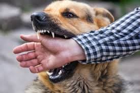 RECOMIENDAN TRES ACCIONES INMEDIATAS ANTE UNA MORDEDURA DE PERRO