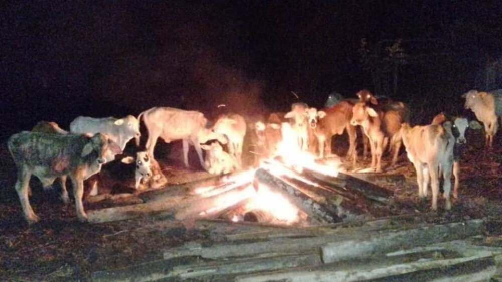 GANADEROS HACEN FOGATAS PARA PROTEGER AL GANADO DEL FRIO