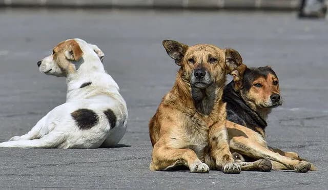 EL 21 DE JULIO ES EL DÍA MUNDIAL DEL PERRO