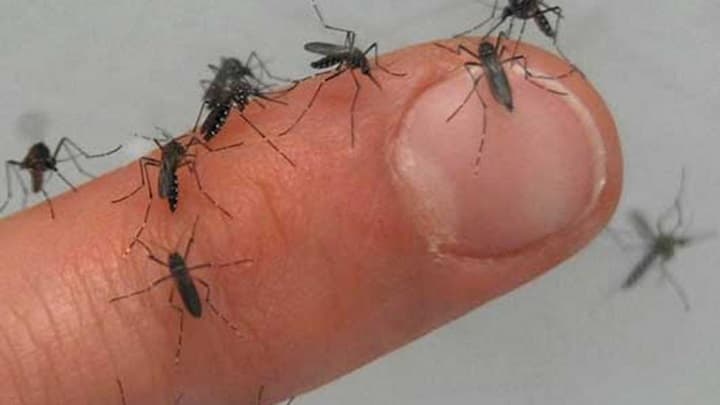 ALERTA EPIDEMIOLÓGICA EN SANTA CRUZ: REPORTAN ASCENSO DE CASOS DE CHIKUNGUÑA Y ADELANTO DE LA EPIDEMIA DE INFLUENZA