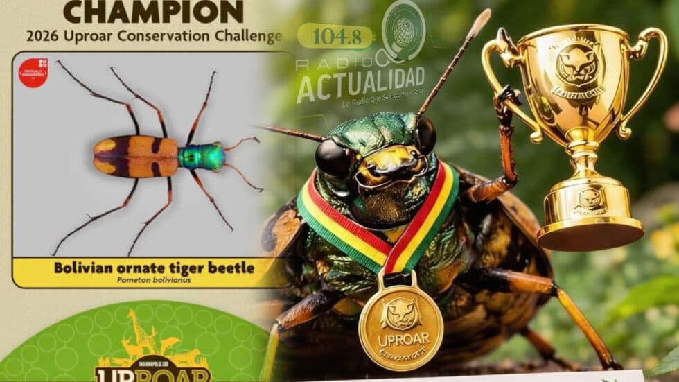 NUESTRO ESCARABAJO TIGRE CAMPEÓN DEL MUNDO