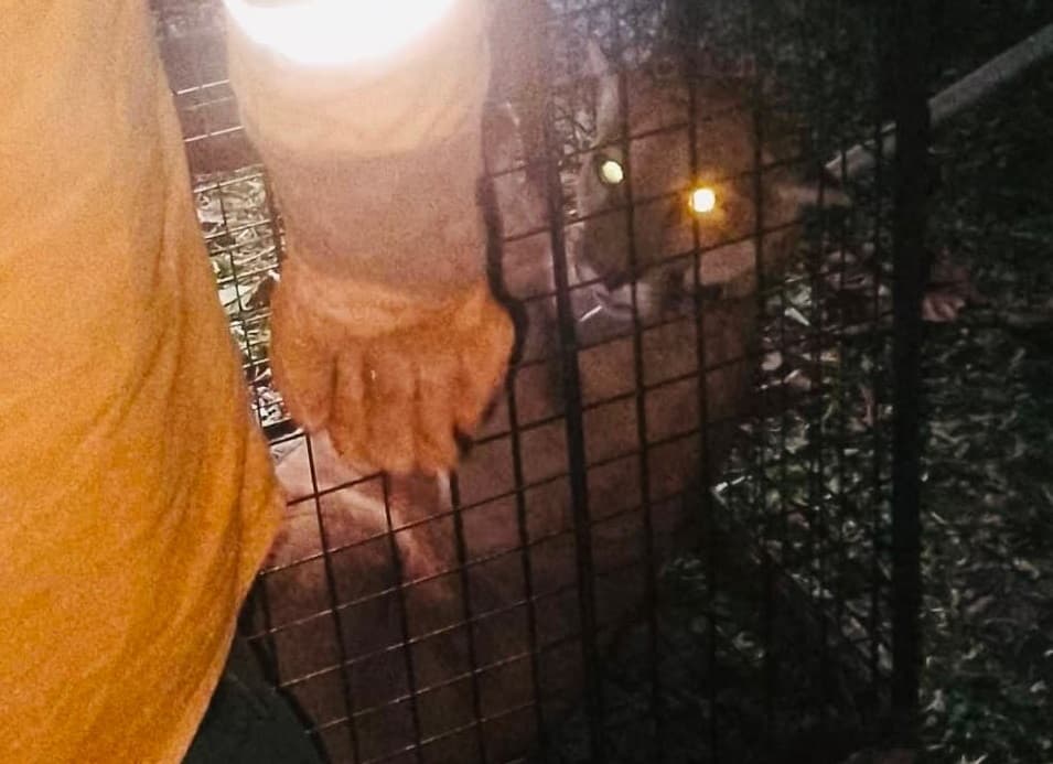 RESCATARON AL PUMA QUE CAUSÓ ALARMA EN SAN JOSÉ DE CHIQUITOS
