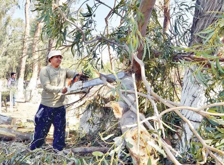 ¿CORTAR UN ÁRBOL EN SANTA CRUZ PUEDE COSTARLE BS 13.200? ESTO DICE LA LEY