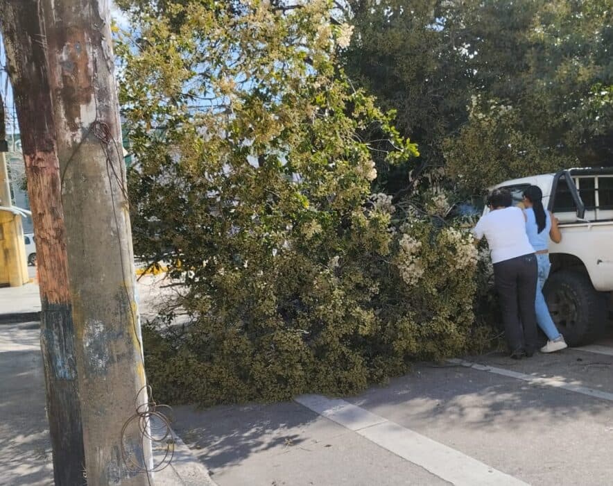 ALCALDÍA REPORTA ATENCIÓN DE EMERGENCIAS TRAS EL PASO DE FUERTES VIENTOS