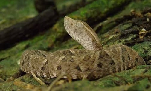 BOLIVIA ALBERGA MÁS DE 170 ESPECIES DE SERPIENTES; LA MAYORÍA SON INOFENSIVAS