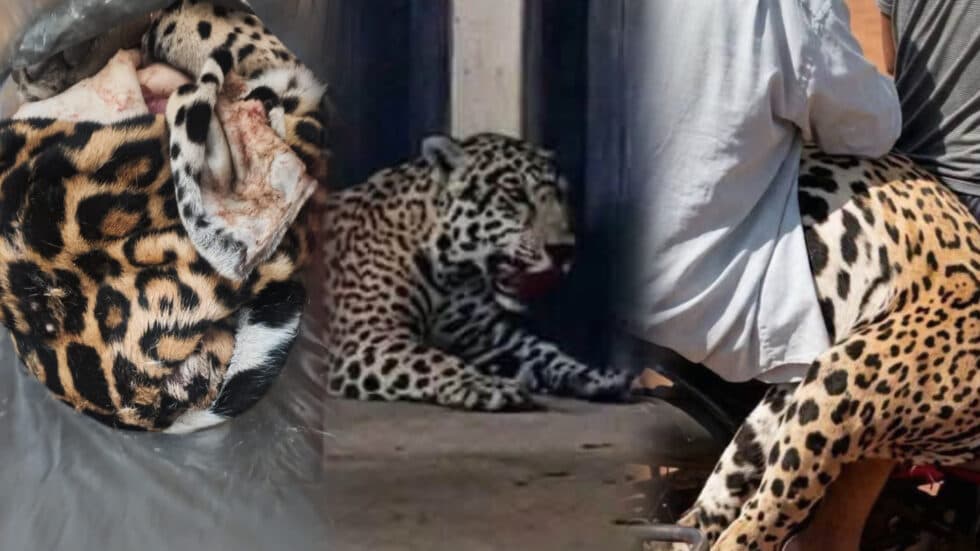 MINISTERIO PÚBLICO INVESTIGA EL BIOCIDIO DE UN JAGUAR Y EL PORTE ILÍCITO DE ARMAS EN GUAYARAMERÍN