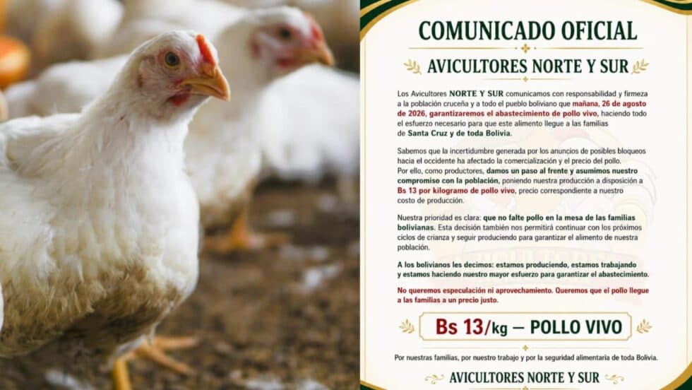 AVICULTORES GARANTIZAN POLLO VIVO A BS 13 EL KILO Y BUSCAN FRENAR LA ESPECULACIÓN
