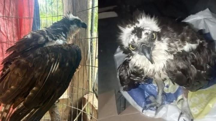 RESCATAN EN YAPACANÍ A UN ÁGUILA PESCADORA ANILLADA EN ESTADOS UNIDOS EN 2022