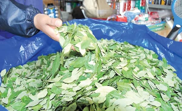 SANTA CRUZ, ENTRE EL MAYOR MERCADO DE COCA Y LA DOBLE MORAL