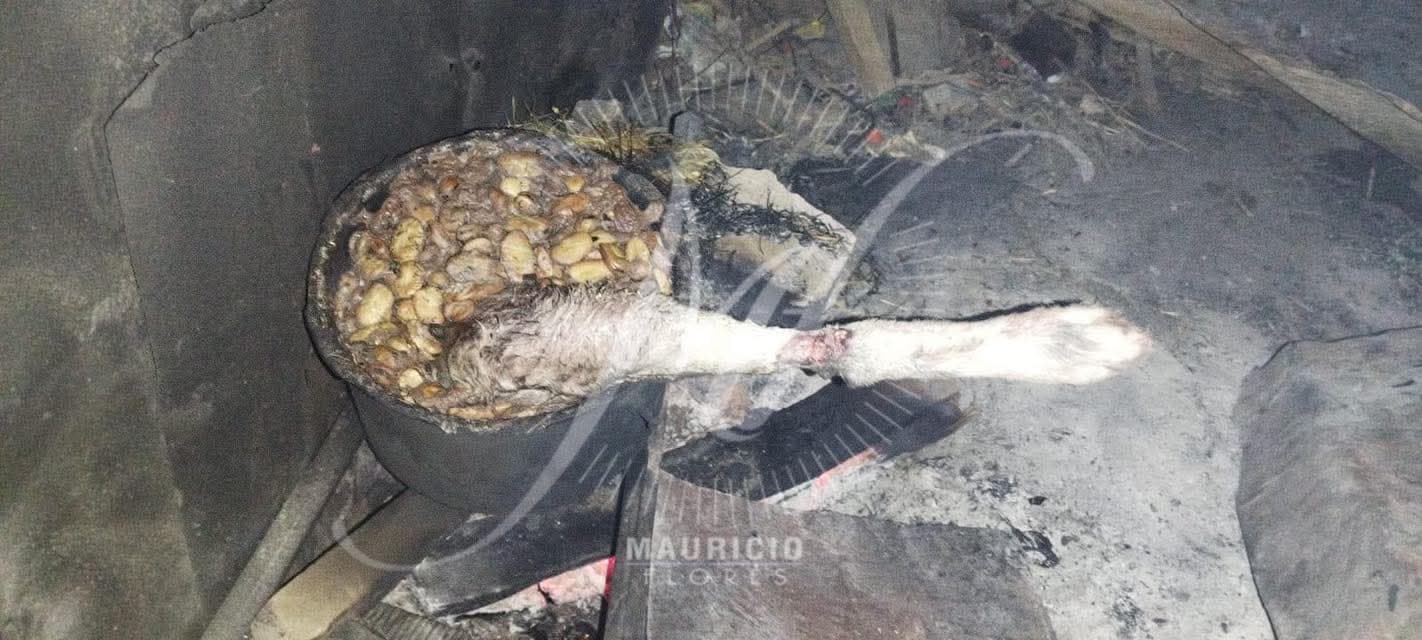 HALLAN LA PIERNA DE UN PERRO EN UNA OLLA EN LLALLAGUA