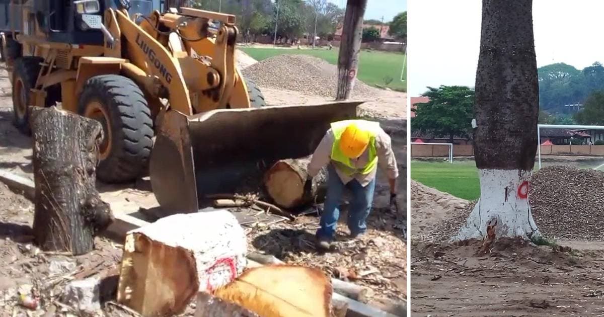 TALA DE ÁRBOLES HISTORICOS EN PORONGO DESATA INDIGNACIÓN VECINAL