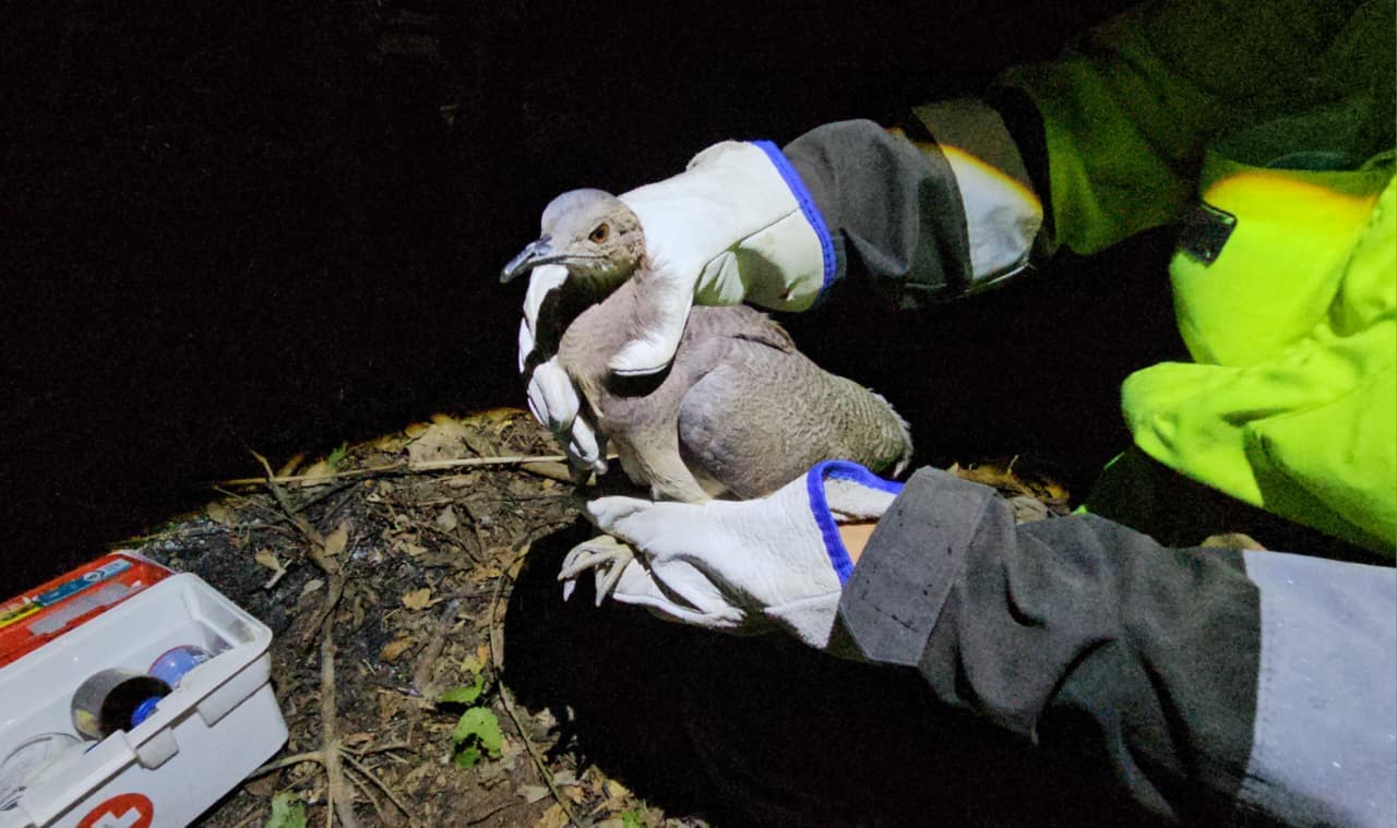 GOBERNACIÓN RESCATA FAUNA SILVESTRE AFECTADA POR INCENDIOS EN EL CARMEN RIVERO TORREZ