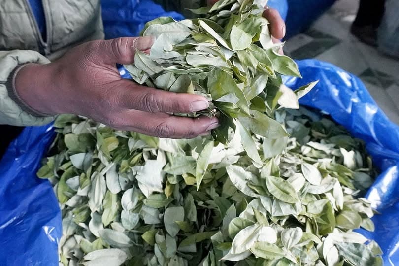 PRODUCTORES YUNGUEÑOS PREOCUPADOS POR LA BRUSCA BAJA DEL PRECIO DE LA COCA