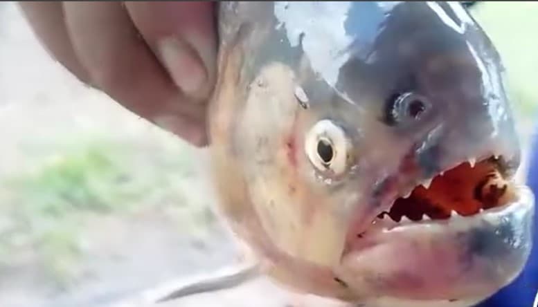 PIRAÑA MUERDE A PESCADOR EN EL RÍO GRANDE, EN PUERTO PAILAS