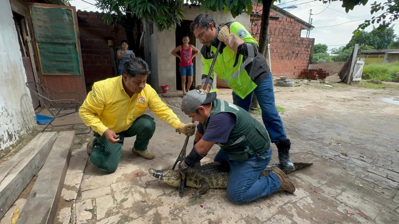 EQUIPO DE RESCATE DE LA GOBERNACIÓN REUBICA A UN LAGARTO HALLADO EN ZONA URBANA