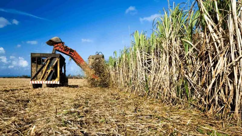 PRODUCTORES CRUCEÑOS ALERTAN POR POSIBLE REDUCCIÓN EN COMPRA DE BIOCOMBUSTIBLES