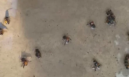 ENJAMBRE DE ABEJAS ATACA A VECINOS Y DEJA UN HERIDO GRAVE