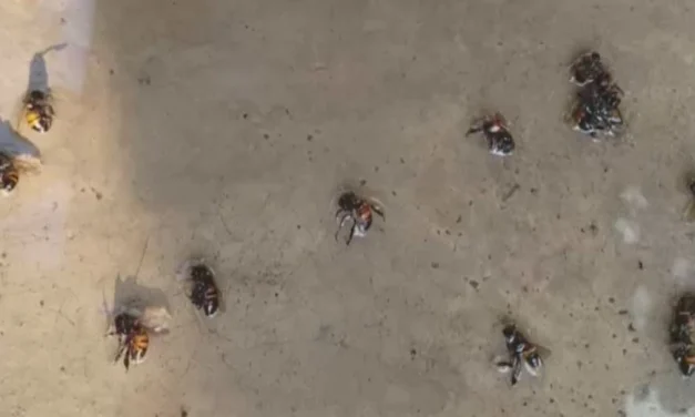 ENJAMBRE DE ABEJAS ATACA A VECINOS Y DEJA UN HERIDO GRAVE