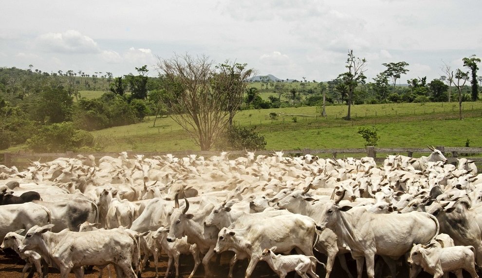 GANADEROS ATRIBUYEN ALZA DE PRECIOS A LA OFERTA Y DEMANDA