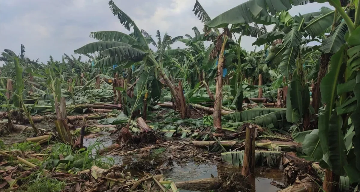 VIENTOS HURACANADOS DERRIBAN CULTIVOS DE BANANO EN CHIMORE