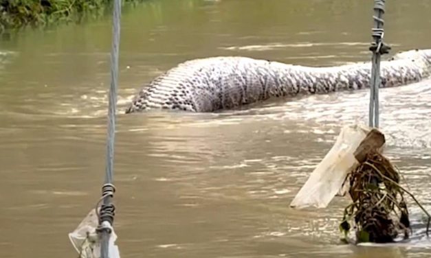 IMPRESIONANTE  TAMAÑO DE UNA PITÓN GIGANTE TRAS INUNDACIONES EN TAILANDIA