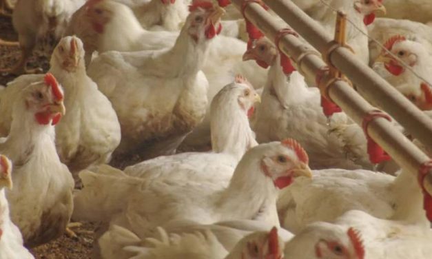 AVICULTORES REPORTAN CAÍDA DE AL MENOS 40% EN LA OFERTA DE POLLO