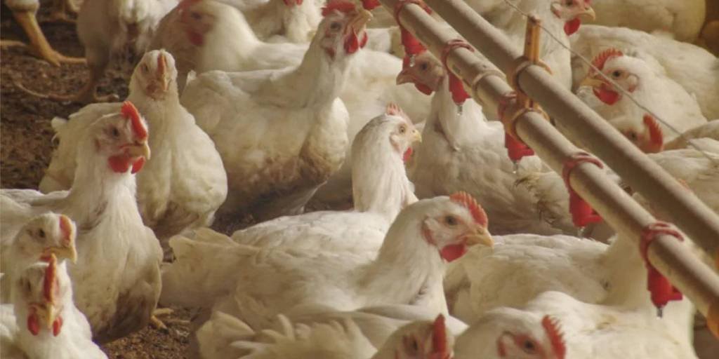 AVICULTORES REPORTAN CAÍDA DE AL MENOS 40% EN LA OFERTA DE POLLO