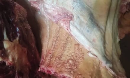 ENCUENTRAN RES CON TUBERCULOSIS EN EL MATADERO DE PAILÓN